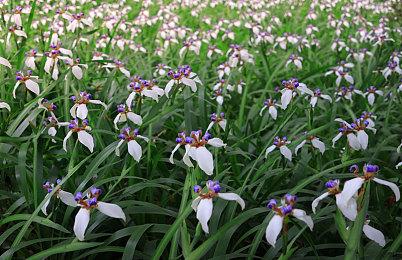 GeForceNOW正式登录SteamDeck 原生畅玩云游戏